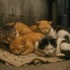 地域猫に潜むマダニのリスクと正しい対策法とは【獣医師執筆】