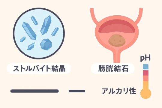 ストルバイト結石の種類と特徴